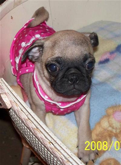 Pug Puppies for Sale