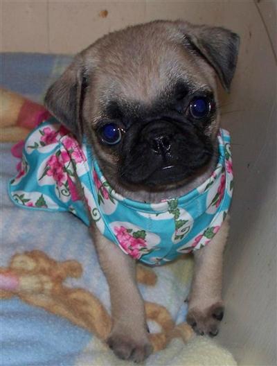 Pug Puppies for Sale
