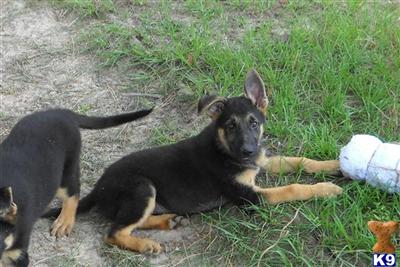 German Shepherd Puppies for Sale
