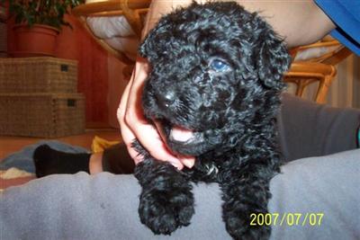 Puli Puppies for Sale