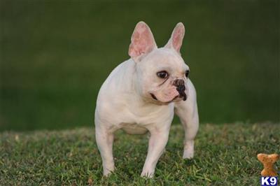 Stud Dogs - French Bulldog