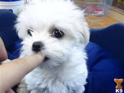 Maltese Puppies for Sale