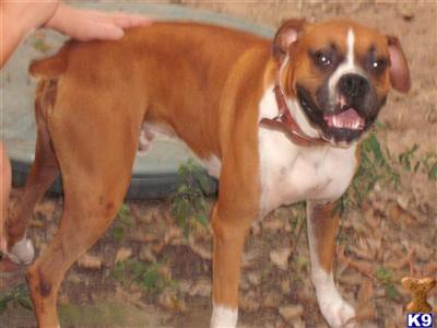 Stud Dogs - Boxer
