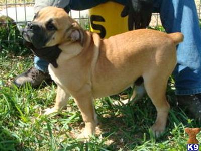 Dogs for Sale in IA