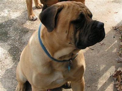 Dogs - Bullmastiff