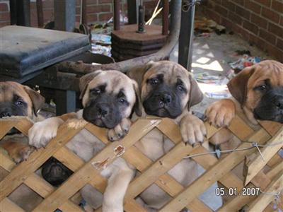 Bullmastiff Puppies for Sale