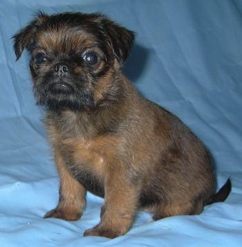 Puppies in RI