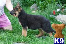 Puppies in MA