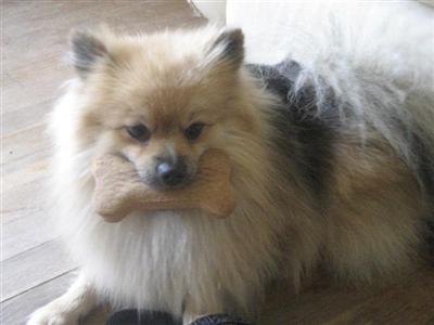 Stud Dogs - Pomeranian