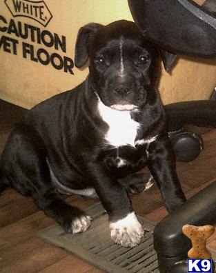 American Staffordshire Terrier Puppies for Sale