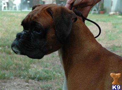 Dogs for Adoption