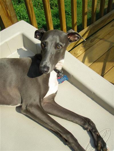 Stud Dogs - Italian Greyhound