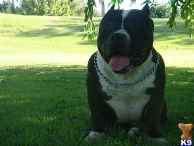 Stud Dogs in CA