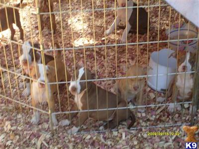 Puppies in CA