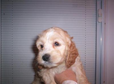 Puppies in NJ