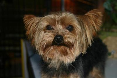 Dogs for Sale in AR