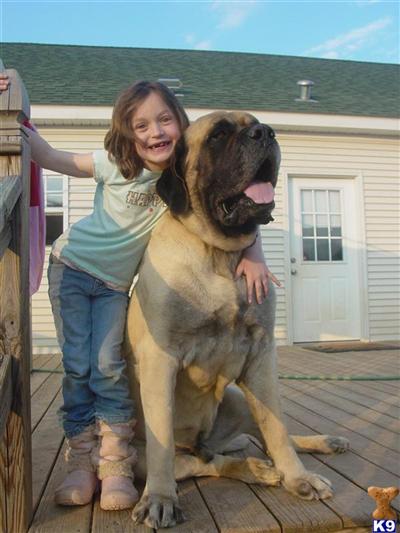 Stud Dogs - Mastiff