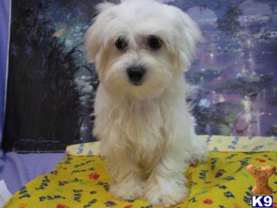 Coton De Tulear Puppies for Sale