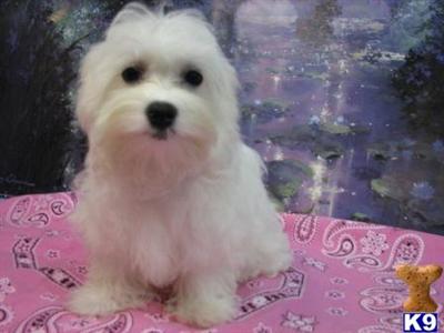 Coton De Tulear Puppies for Sale