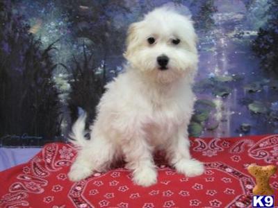 Maltipoo Puppies for Sale