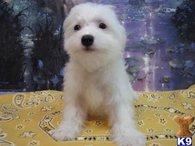 Havanese Puppies for Sale