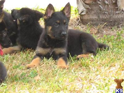 Puppies in FL