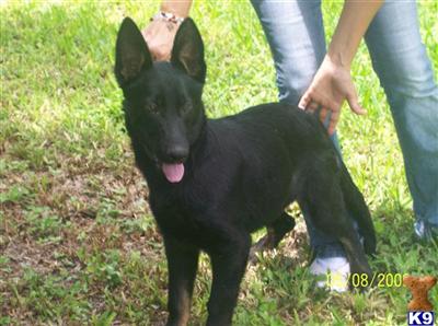 Puppies in FL