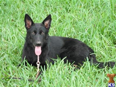 Dogs for Sale in FL