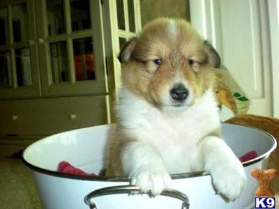 Collie Puppies for Sale
