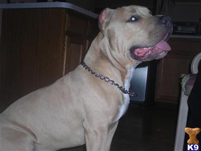 Stud Dogs in PA