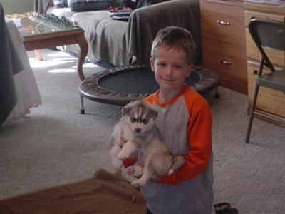 Siberian Husky Puppies for Sale