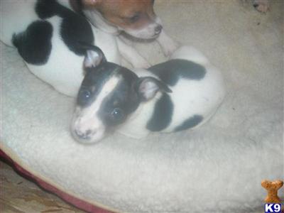 Puppies in VA