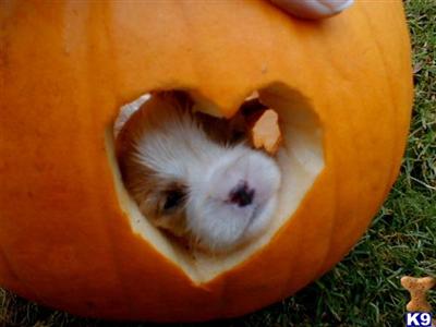 Cavalier King Charles Spaniel Puppies for Sale
