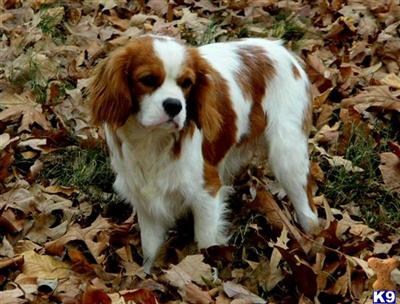 Stud Dogs - Cavalier King Charles Spaniel