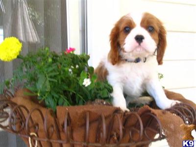 Cavalier King Charles Spaniel Puppies for Sale