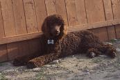 Stud Dogs in VA