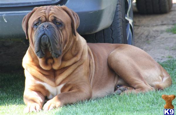 Dogue+de+bordeaux+breeders+ny