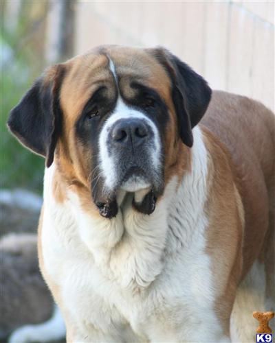 Stud Dogs - Saint Bernard