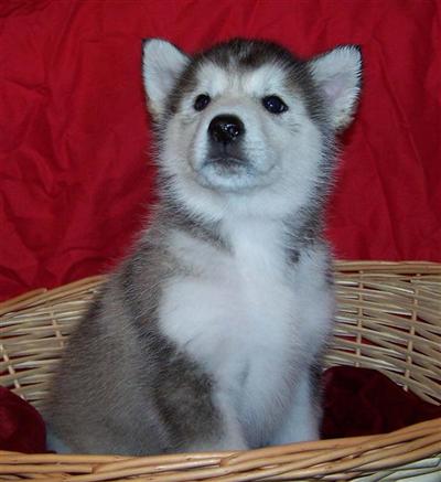 Alaskan Malamute Puppies for Sale