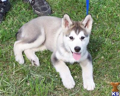 Alaskan Malamute Puppies for Sale