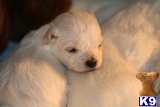 Mixed Breed Puppies for Sale