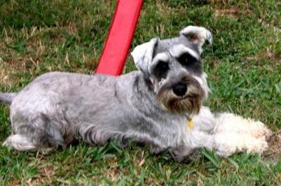 Stud Dogs - Miniature Schnauzer