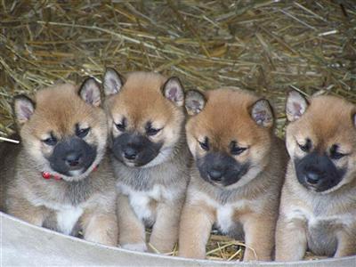 Shiba Inu Puppies for Sale