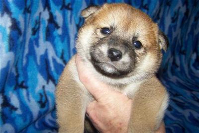 Shiba Inu Puppies for Sale