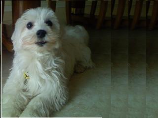 Stud Dogs - Maltese
