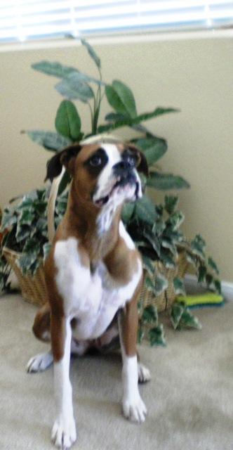 Dogs - Boxer