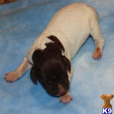 German Shorthaired Pointer Puppies for Sale