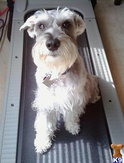 Stud Dogs - Miniature Schnauzer