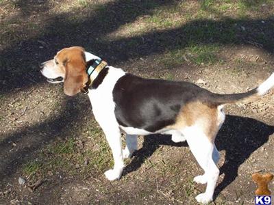 Stud Dogs - Beagle