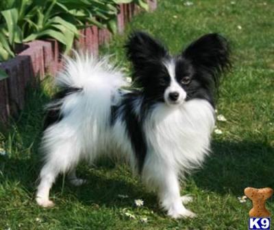 Dogs for Sale in NM
